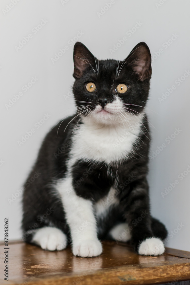 Bicolor british shorthair kitten, cute paws. black and white cat. Funny emotions. Selective focus.