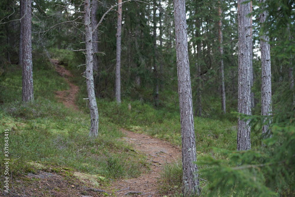 Footpath in forest between trees and plants. Footpath in forest between trees and plants.