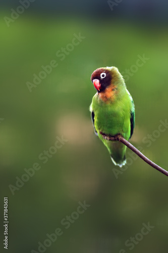 The black-cheeked lovebird (Agapornis nigrigenis) sitting on a branch with a green background.Rarity small parrot from Africa. photo