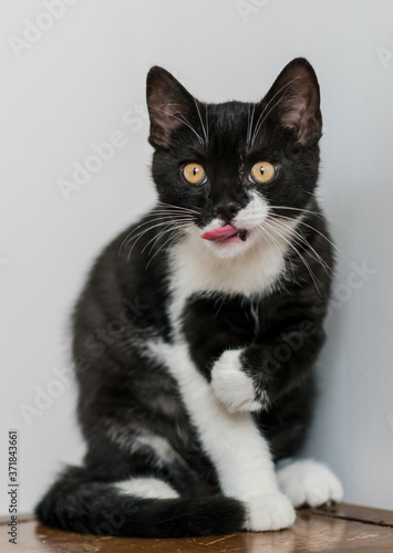 Bicolor british shorthair kitten, cute paws. black and white cat. Funny emotions. Selective focus.
