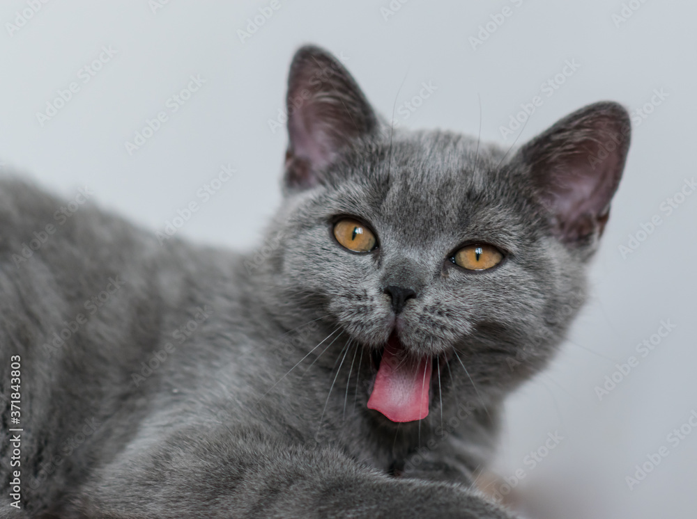 Portrait of cute blue british short hair kitten. Selective  focus. Animal emotions.