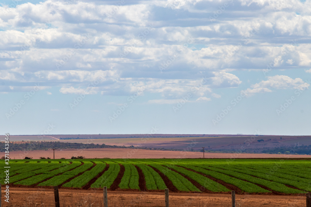 Plantação de grãos em uma fazenda.