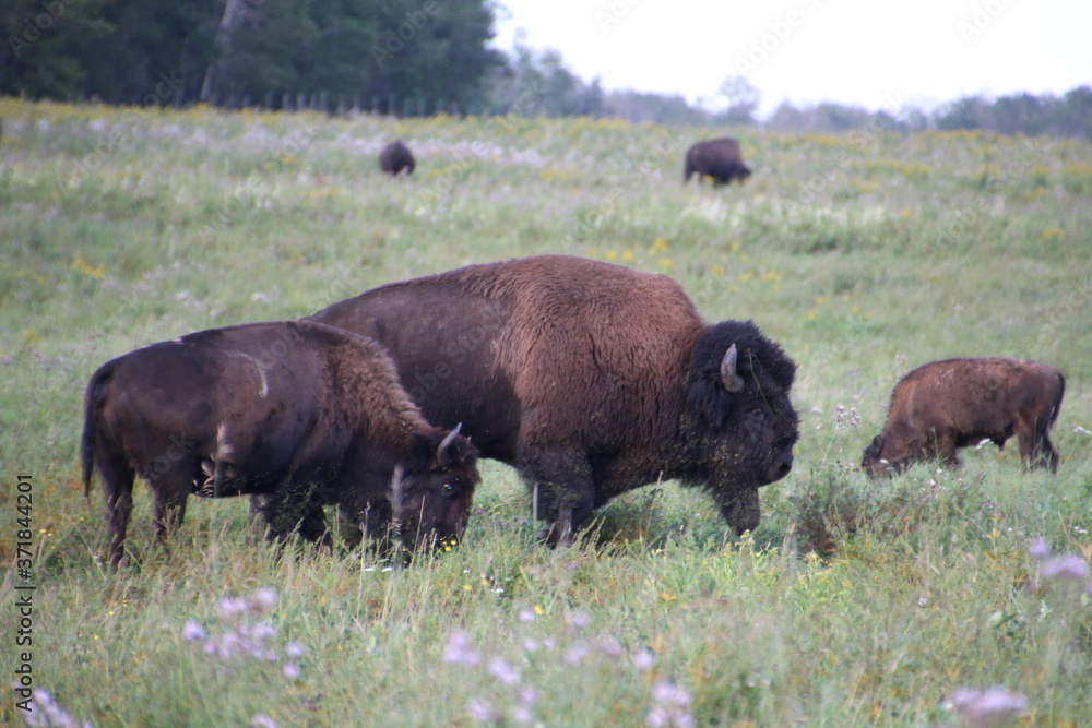 Evening Grazing With The Bison, Elk Island National park, Alberta