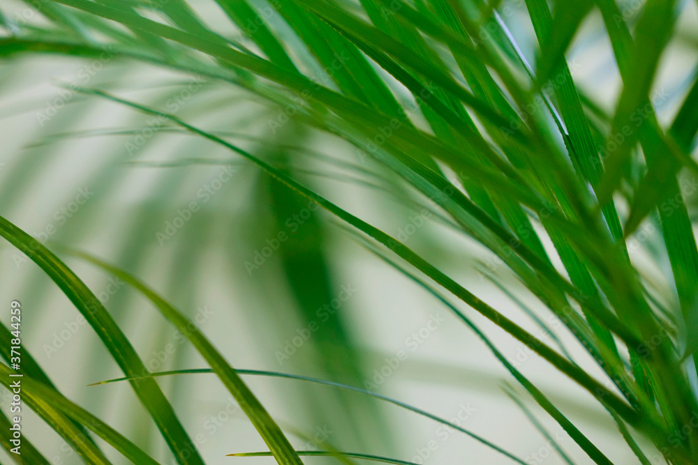 Naklejka premium green grass background