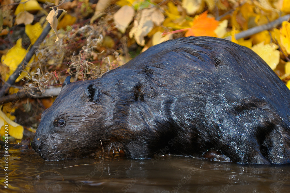 Wet Canadian Beaver standing at the edge of a stream with Fall color leaves Wet Canadian Beaver standing at the edge of a stream with Fall color leaves
