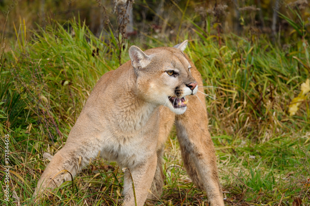 Naklejka premium Cougar in a forest clearing in the Fall hissing with open mouth showing teeth