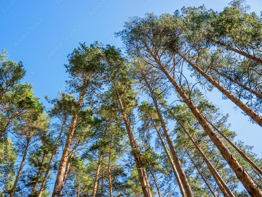 Fototapeta premium Tall pine trees stretch towards the blue sky