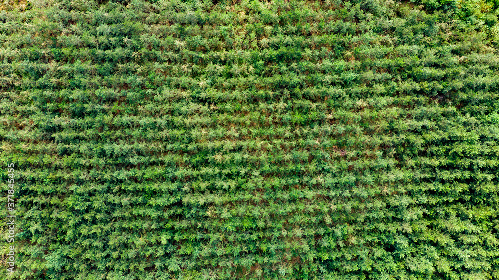 Aerial view of a production forest with small trees planted in a row, in a line. Directly above. Aerial view of a production forest with small trees planted in a row, in a line. Directly above.