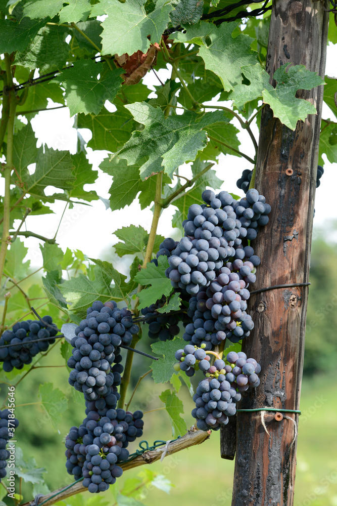 belles grappes de raisins sur la vigne