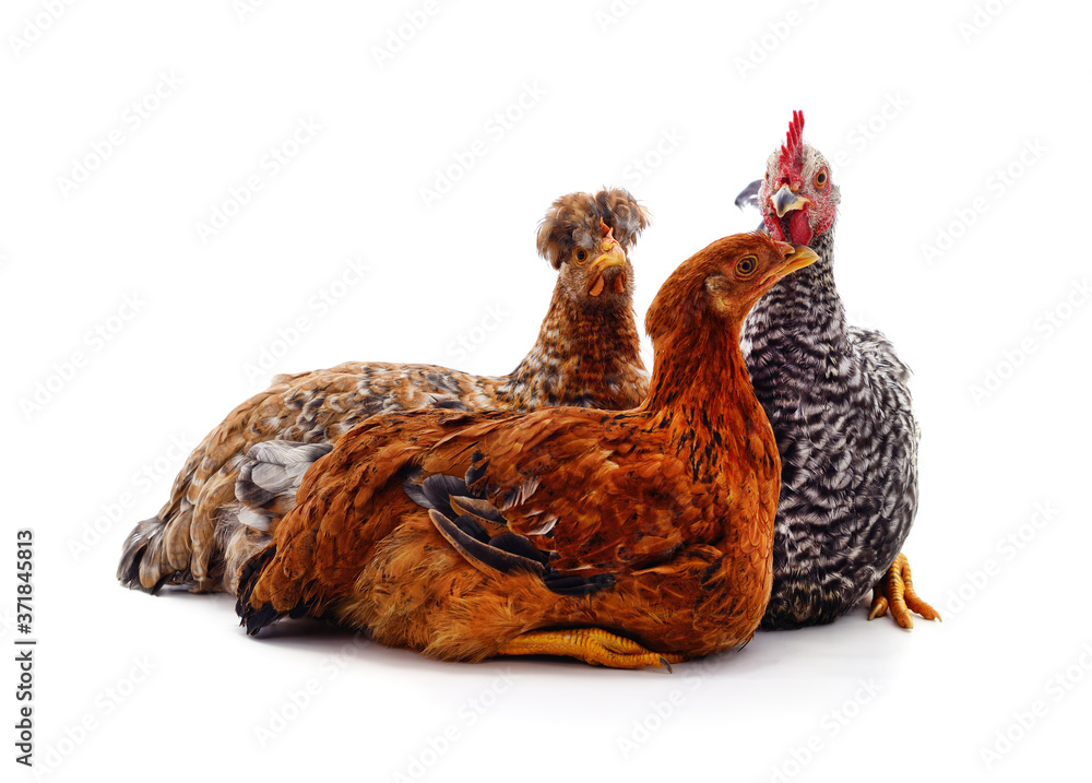 Fototapeta premium Group young chickens.