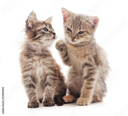 Wallpaper Mural Two small kittens. Torontodigital.ca