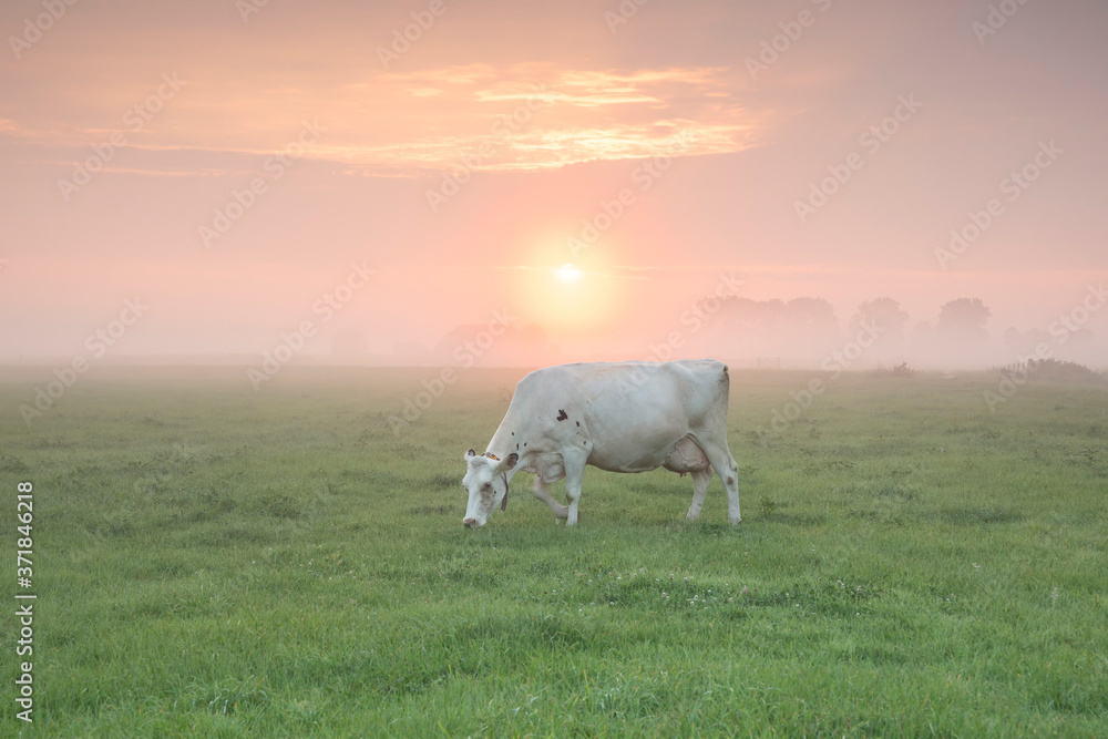 cow grazing on misty pasture at sunrise cow grazing on misty pasture at sunrise