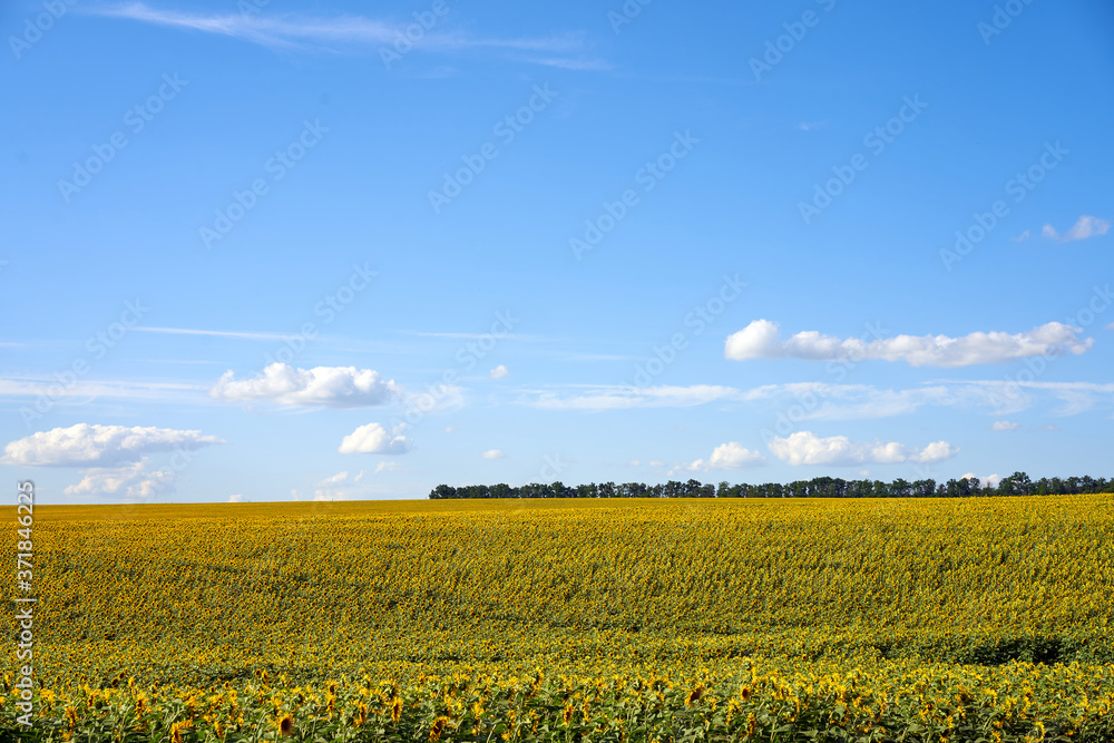 Sunflower agricultural field cloudy sky background