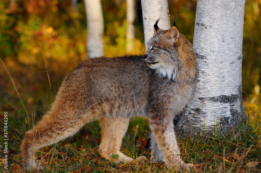 Fototapeta premium Canadian Lynx looking back in the shade of birch trees in a colorful Autumn forest at sunrise