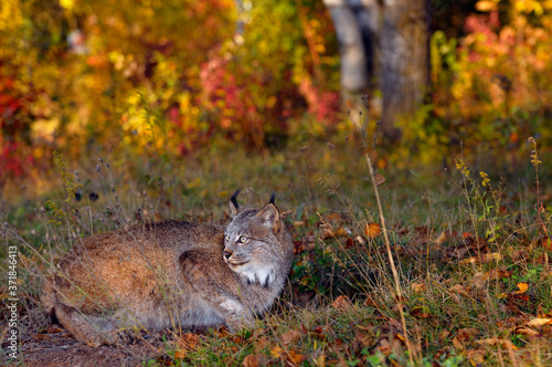Canadian Lynx crouching by a rabbit hole in the early morning at the edge of a Fall forest