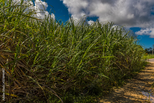Sugar cane flourishes in the countryside in Barbados