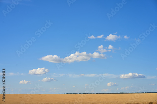 Wheat agricultural field with blue cloudy background