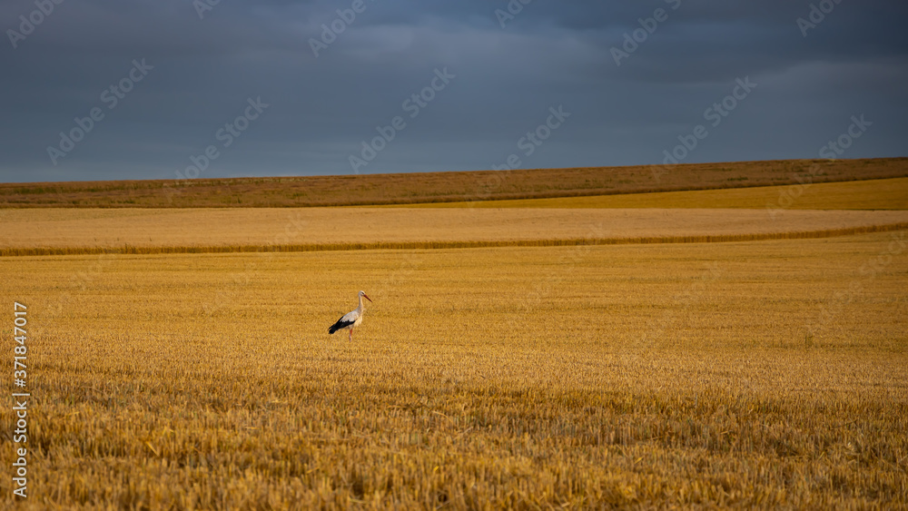 Obraz premium stork on a golden wheat field in summer at harvest