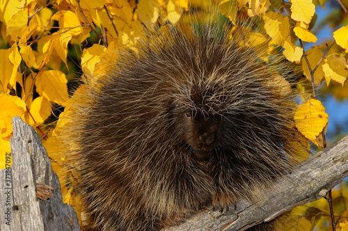 North American Porcupine on a dead tree stump with yellow birch leaves in the Fall