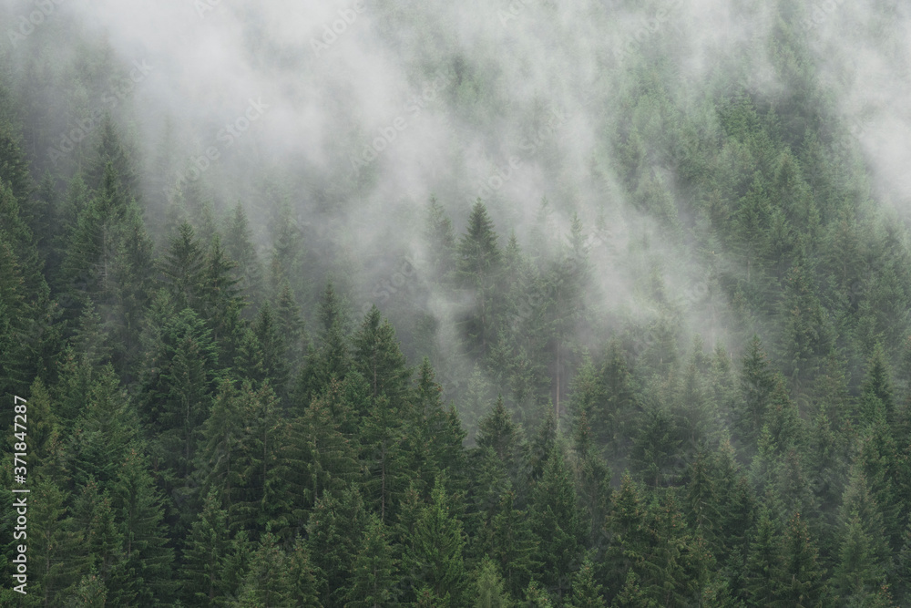 Fototapeta Misty Forest in South Tyrol, Italy
