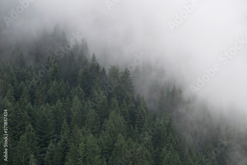 Fototapeta Naklejka Na Ścianę i Meble -  Misty Forest in South Tyrol, Italy