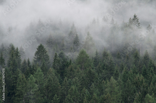Fototapeta Naklejka Na Ścianę i Meble -  Misty Forest in South Tyrol, Italy