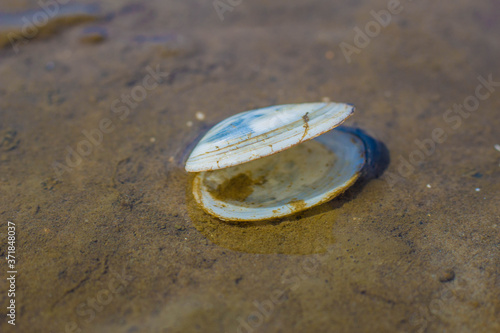 Muschelsandklaffmuschel photo