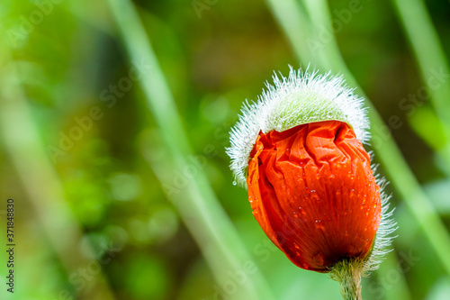 almost bloomed poppy flower bud on green blurred background