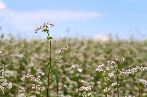 Blooming buckwheat
Beautiful scenery of a buckwheat field showing white buckwheat flowers in bloom. Close. The concept of a good harvest. photo