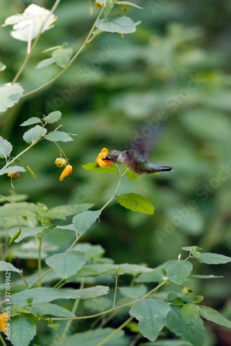 colibri à gorge rubis