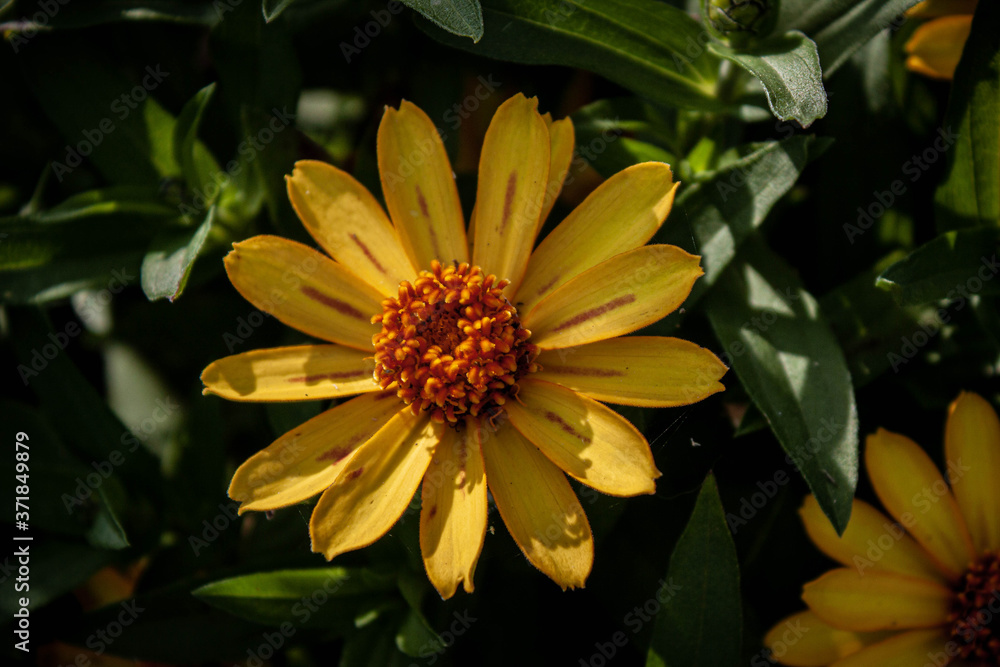 Bright yellow flower blooms in the sun
Bright yellow flower blooms in the sun