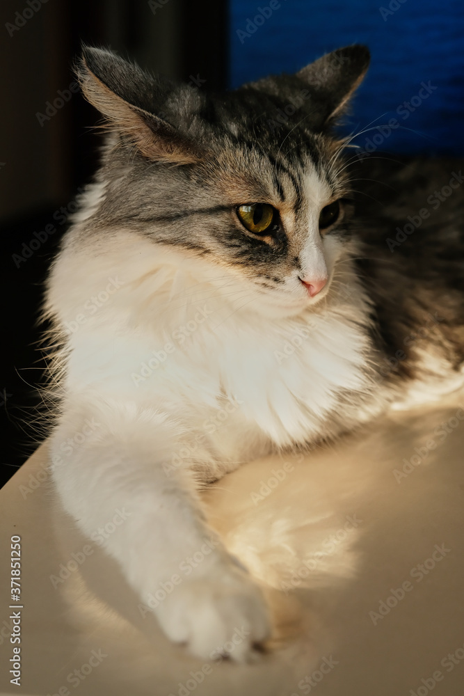 Fototapeta premium fluffy cat lying