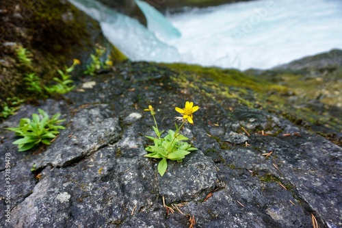 moss on stone yellow flower © Elvia