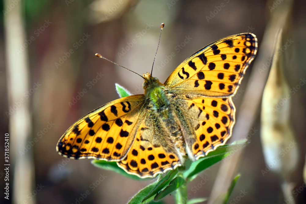 Obraz premium Kleiner Perlmuttfalter ( Issoria lathonia, Syn.: Argynnis lathonia ).