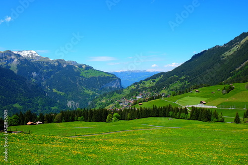 alpine meadow in the alps