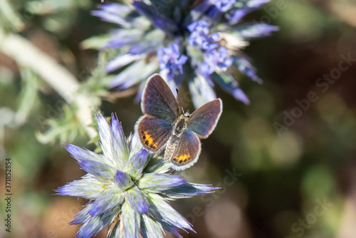 Mücevher Kelebeği » Chilades trochylus » photo