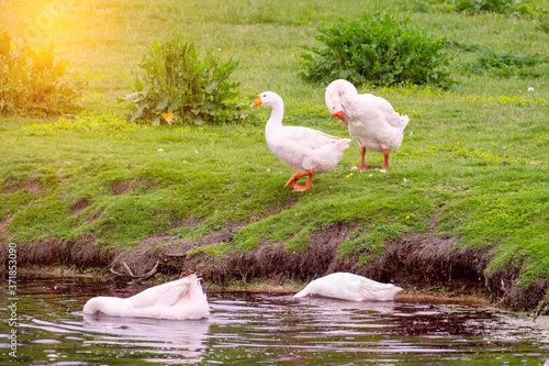 Large white geese walk peacefully together in a green grassy meadow near the pond. Beauty of birds, domestic poultry farming.