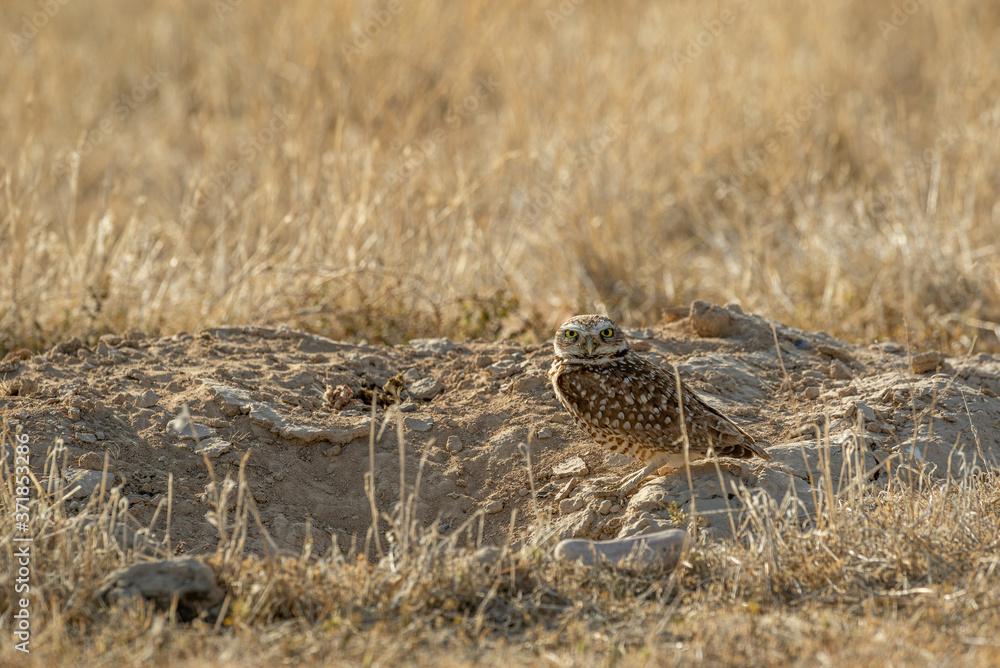 Burrowing Owl in the Utah Desert Burrowing Owl in the Utah Desert