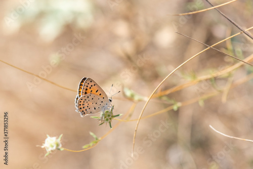 Lycaenidae / Alev Ateşi / Turkish Fiery Copper / Lycaena kefersteinii photo