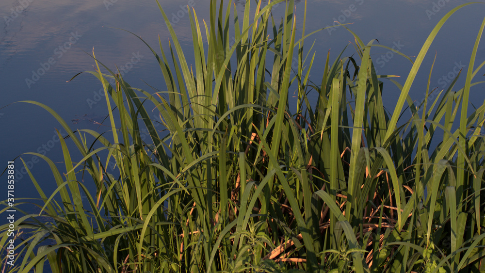 Fototapeta premium grass and water