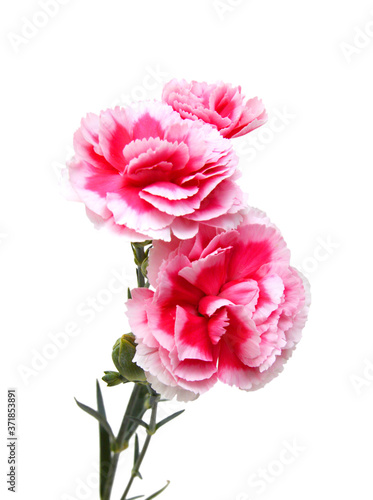 the long stem carnations gift on white