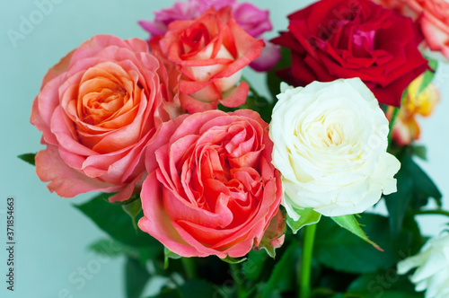 Pink and white roses on a blue background. Copy space. Concept Mother s Day  Family Day  Valentine s Day