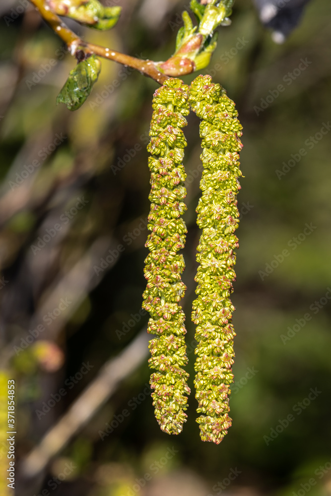 Fototapeta premium Catkins, Flower of a Birch Tree