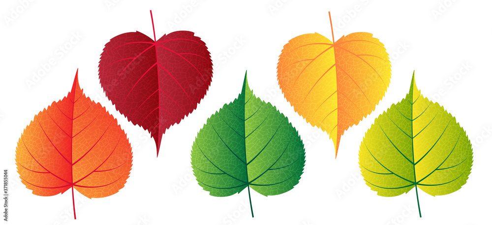 Obraz premium Vector colorful autumn falling leaves - design elements