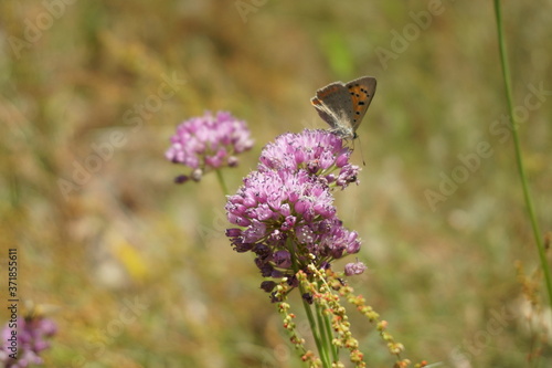 Chives on field with butterfly