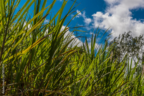 Sugar cane grows tall under the Caribbean sun in the countryside in Barbados