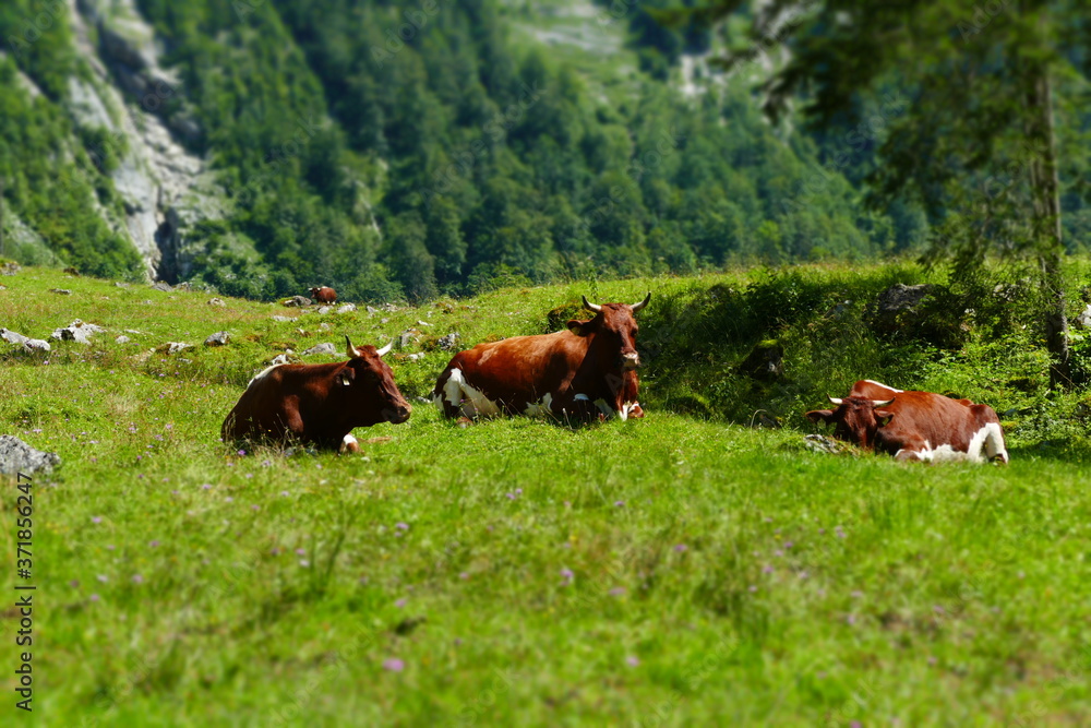 Fototapeta premium cows in the meadow
