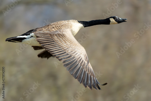 Canadian Goose in Flight © Digital Dubuque