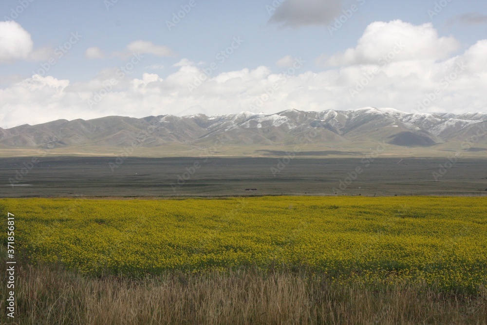 Mountain wildflowers