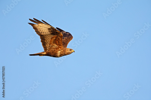 A Steppe buzzard (Buteo vulpinus) in flight against a blue sky. photo